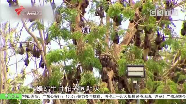 蝙蝠“入室” 务必处理妥当