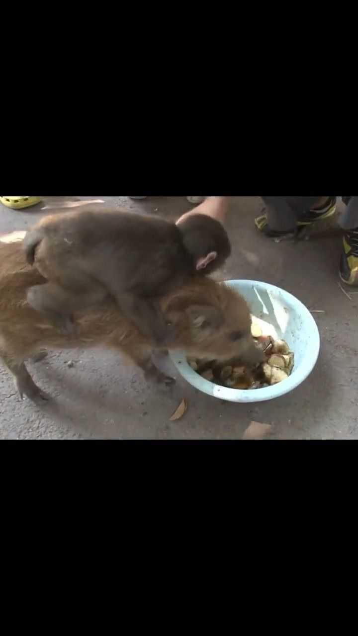 小猴子被人背着吃东西