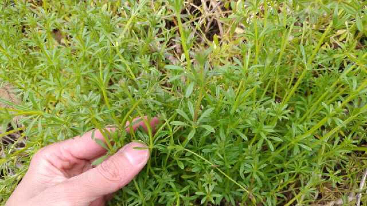 猪殃殃是农田常见杂草,农民又称"活血草",全草是一味好草药?