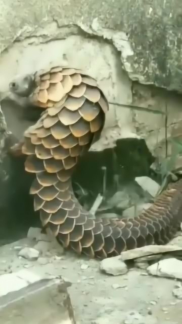 穿山甲厉害了_腾讯视频