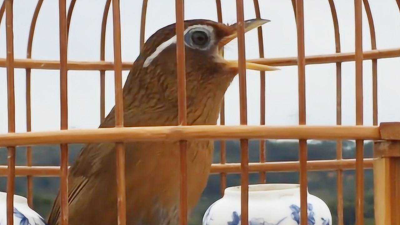 精品母画眉鸟叫声引得公鸟争先献唱太过瘾了