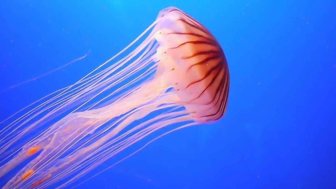 水母触手到底有多毒?老外用显微镜捕捉,看完瑟瑟发抖!