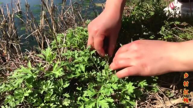 农村常见的艾草,它还有那么多的用途,可惜大家都不知道