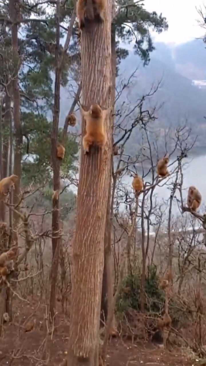 香山好汉坡猴子爬图片