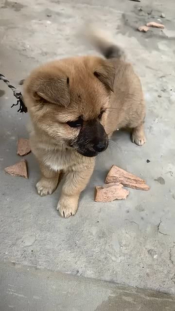 小区的一只流浪狗我给他取名字叫小灰灰