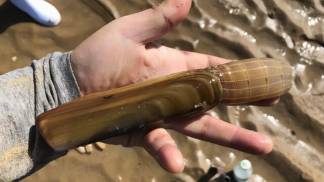 二哥赶海在威海挖“蛏子王”去日照挖“恐龙蛋”两种眼特别相似