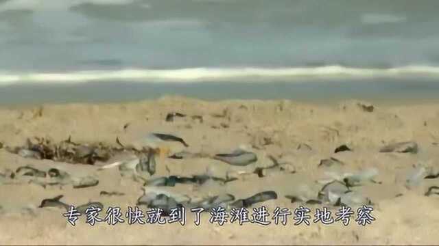 海滩惊现上亿“蓝水晶”,引得路人纷纷围观,专家:赶紧撤离!