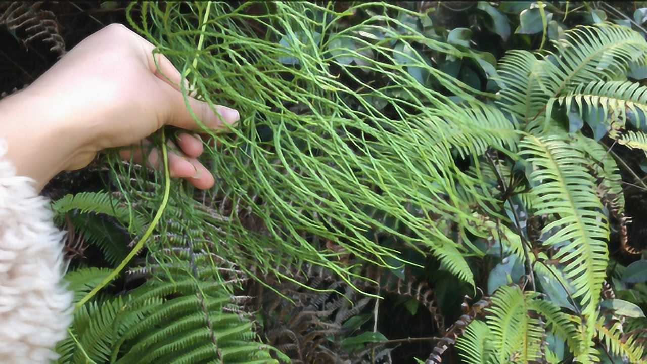 舒筋草你了解认识吗有很好用途还上过电视我们一起去山里看看
