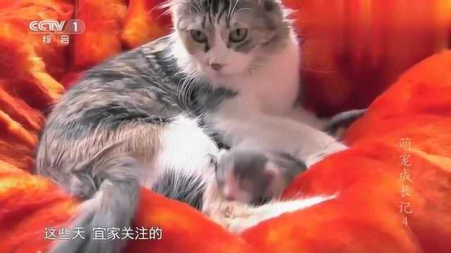 萌宠成长记:9天大的猫宝宝,给妈妈护在怀里