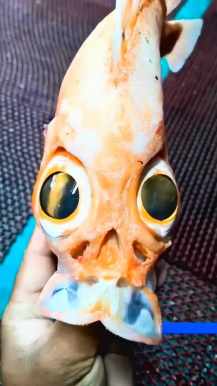 大眼鸡学名大眼鲷,被称为刺身之王的鱼,这双眼睛真漂亮!