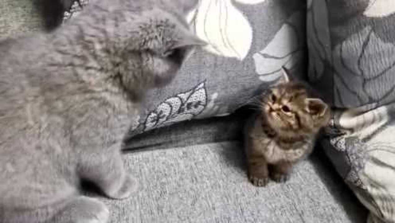 新来家里的小奶猫惨遭原住居民欺负小奶猫的眼神太无辜看着太可怜了