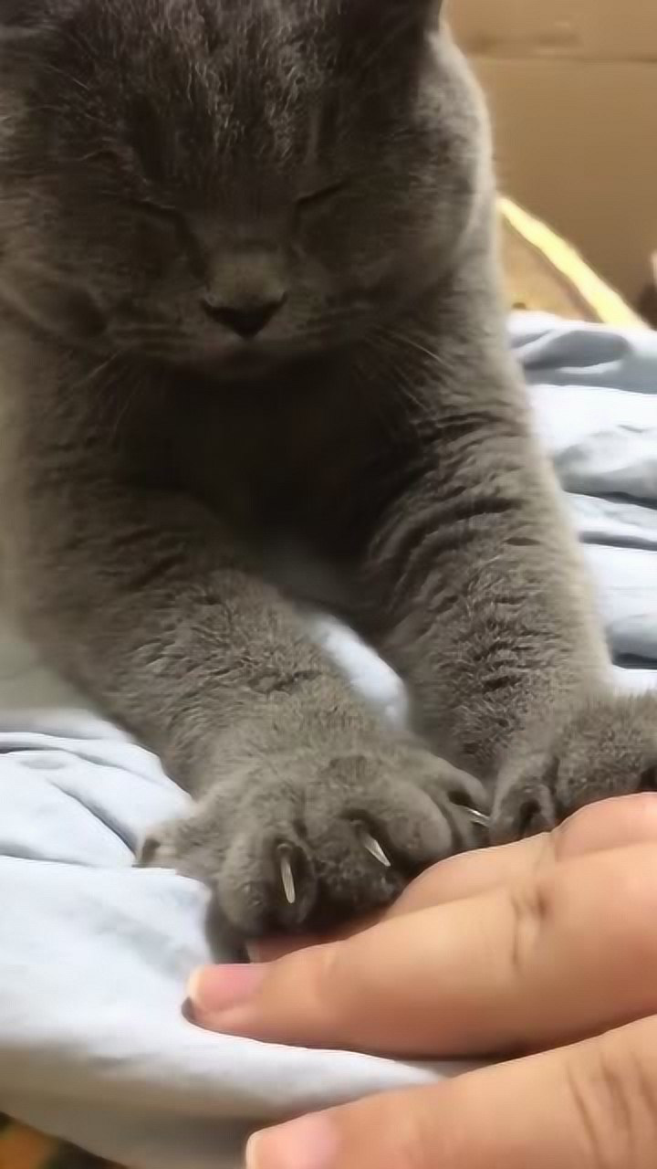 这都2岁多的猫咪还能在这踩奶是想妈妈了吗