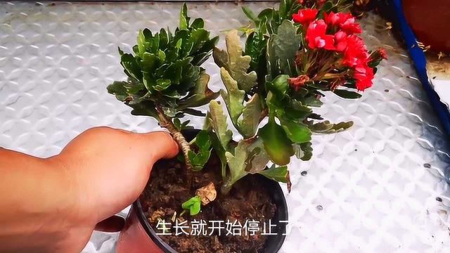 长寿花怎么进行修剪?方法很简单,修剪的目的也很单纯