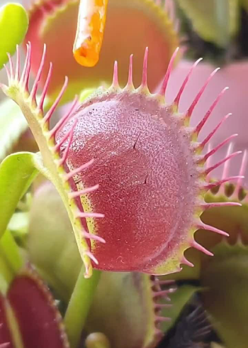 少见的红色的食人花,颜色还挺好看的