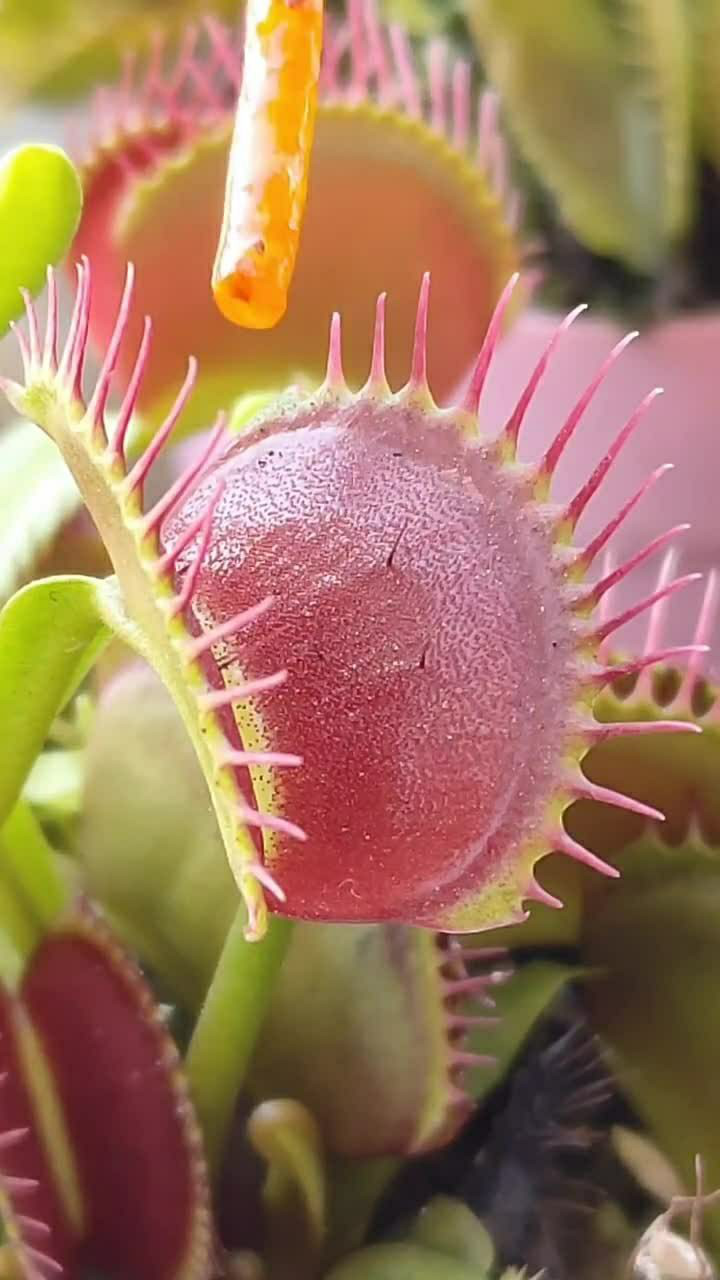 少见的红色的食人花,颜色还挺好看的