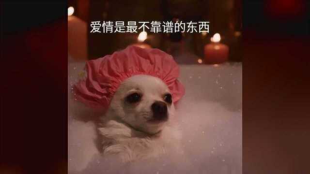 表情包:爱情是最不靠谱的东西