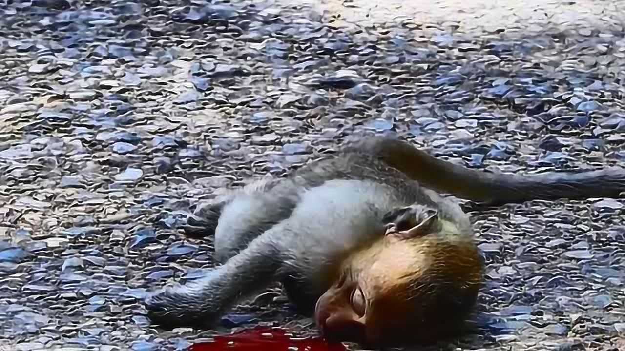杀猴子 悲惨图片