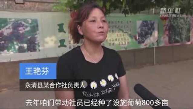 河北永清:温室葡萄喜丰收 休闲采摘正当时