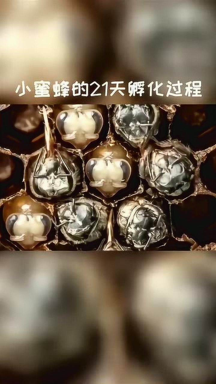 蜜蜂卵的孵化,周期也是21天,看到最后感叹生命宝贵!