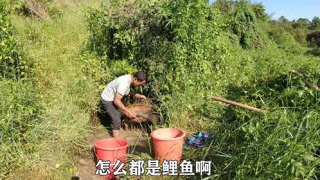 两年没人抽过的水坑小辉盘干后,没想到里面全是鲤鱼!