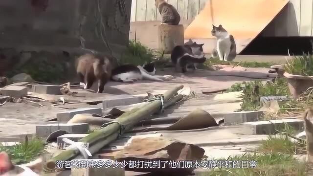 日本猫岛上猫比人多一倍吸引大批游客当地人猫凶残,人更吵