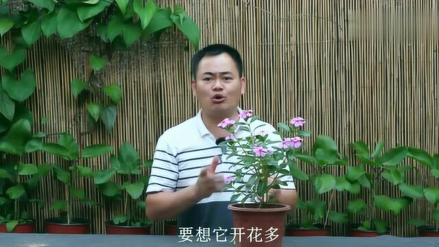 要长春花开出长久,就要做好这2步,花开爆盆就容易多了