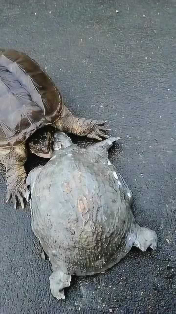 甲鱼大战鳄龟,鳄龟战斗力杠杠的