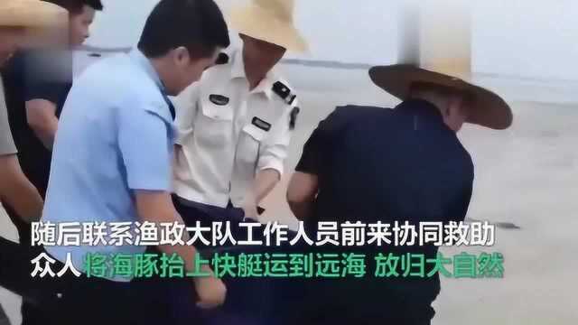 广东湛江海豚受台风影响搁浅 获救后不愿离去绕船转圈表示感谢