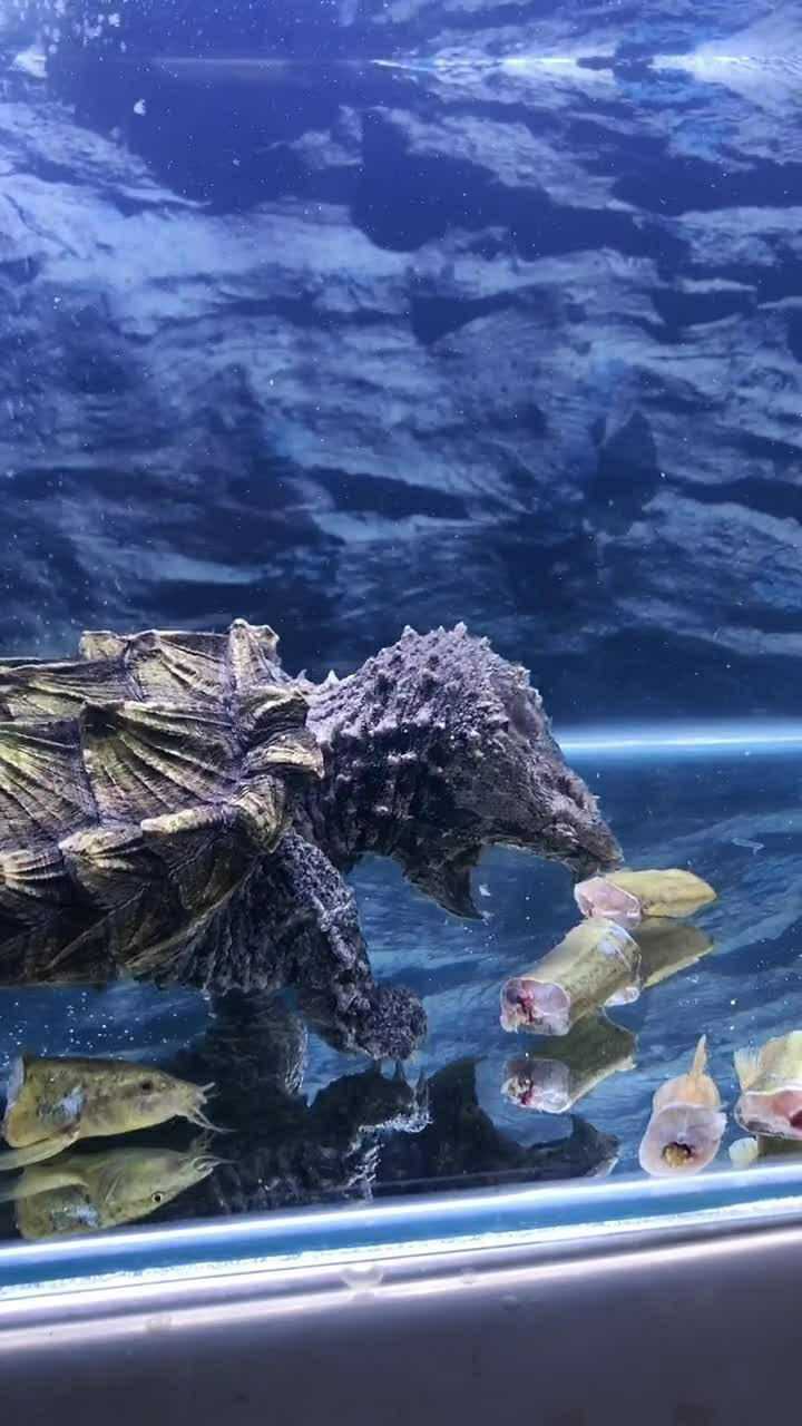 原来小鳄龟吃东西的样子是这样真的有点残忍呀