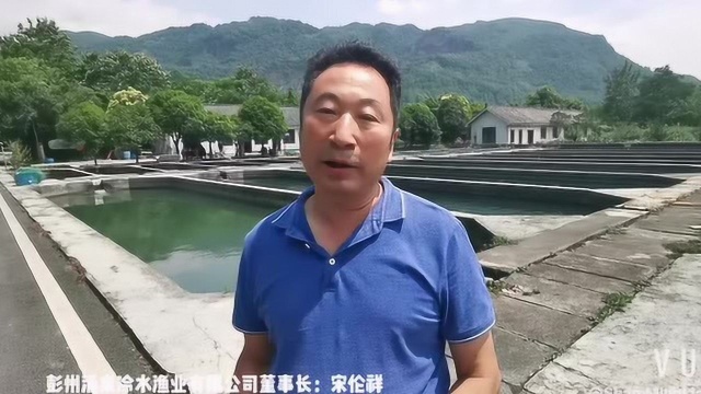 “三文鱼风波”下,四川鲑鳟鱼如何游出危与机?