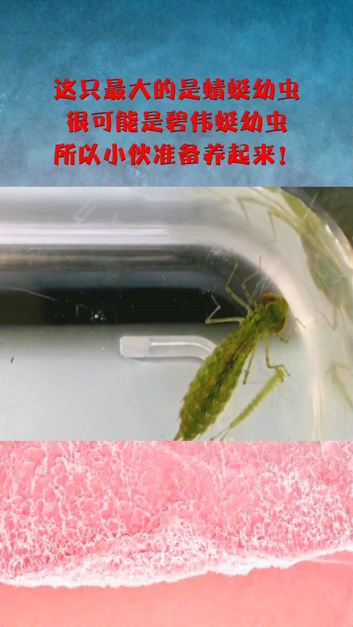 这只最大的是蜻蜓幼虫,很可能是碧伟蜓幼虫,所以小伙准备养起来!
