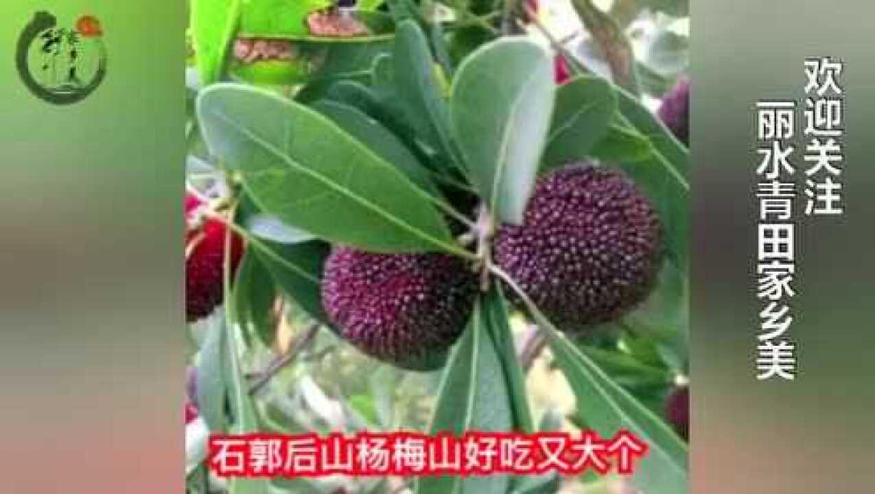 青田方言新版 青田石郭后山杨梅甜 传遍全世界腾讯视频