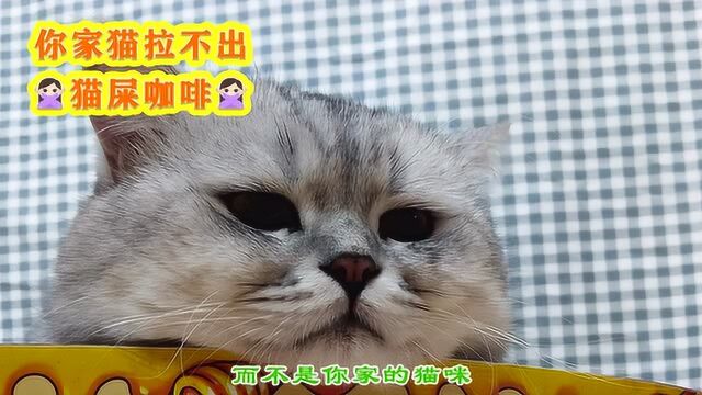 你家猫是拉不出猫屎咖啡!还拿自家猫咪做实验铲屎官,快住手吧!