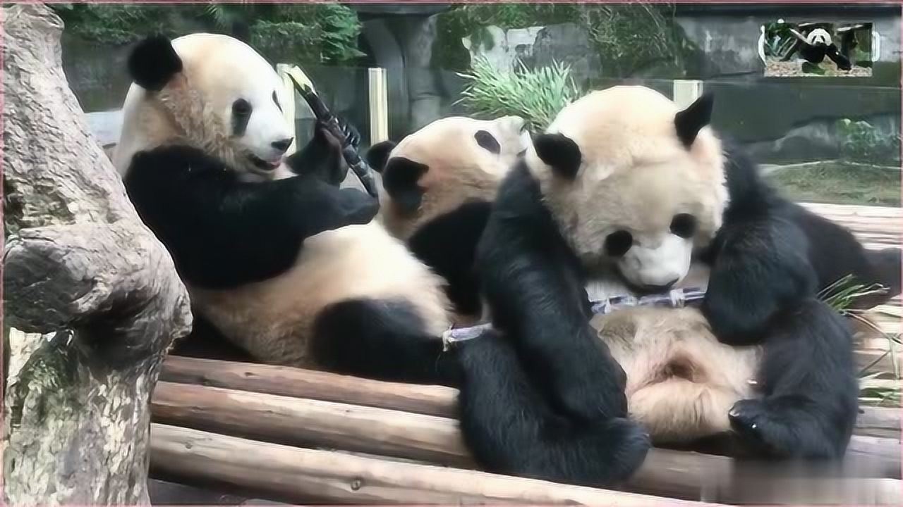 熊猫吃甘蔗第一次吃还不太会剥皮以为是竹竿直接啃