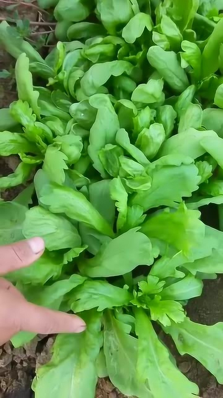 大叶茼蒿叶片肥嫩味足,种下去一个月就可以采收