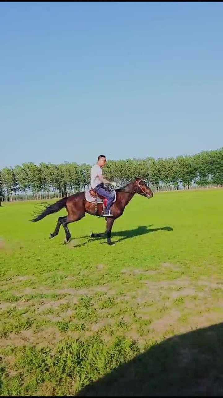 驰马奔腾共享人世繁华哈哈哈骑马太舒服了