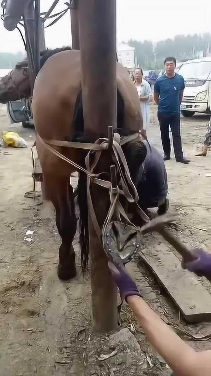 原来马蹄是这样修的,还要把马捆上,太狠了点