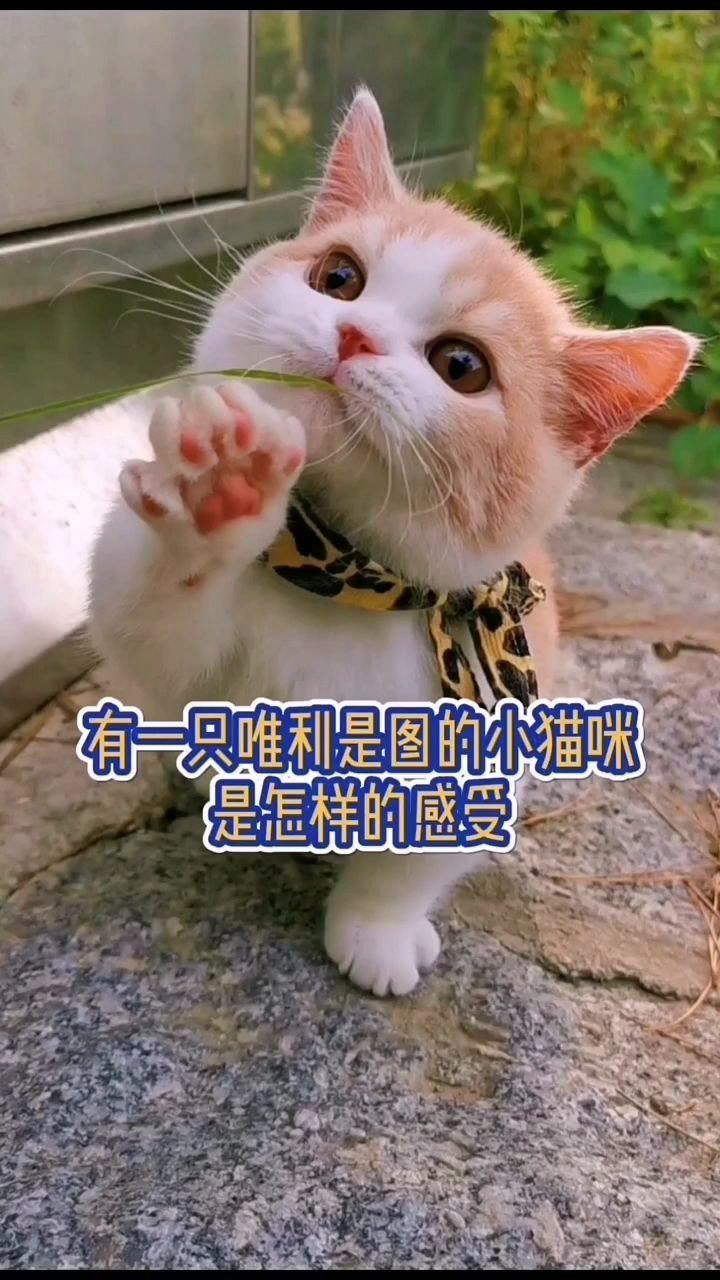 哈你个唯利是图的小可爱