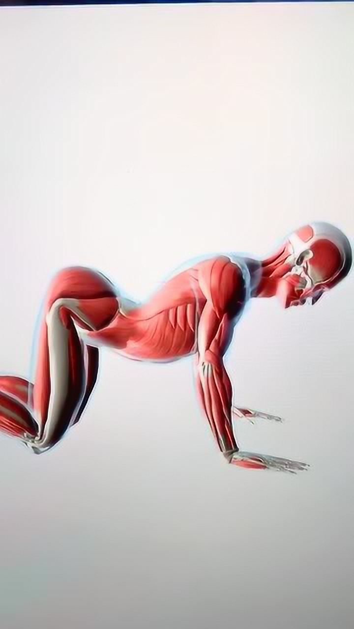 猫式伸展,可缓解腰背部疼痛的问题,如果你长期久坐应该多练习这个动作