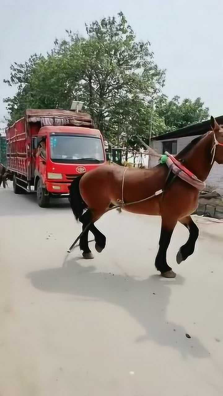 传说中的小马拉大车别说还挺给力就是有点费马