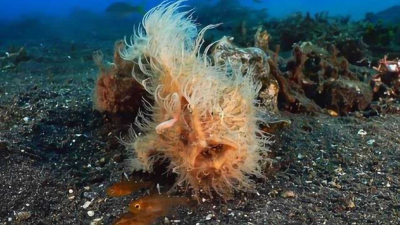 全身长毛的怪鱼,捕鱼速度快到无法回放,人称动物界最快的一嘴