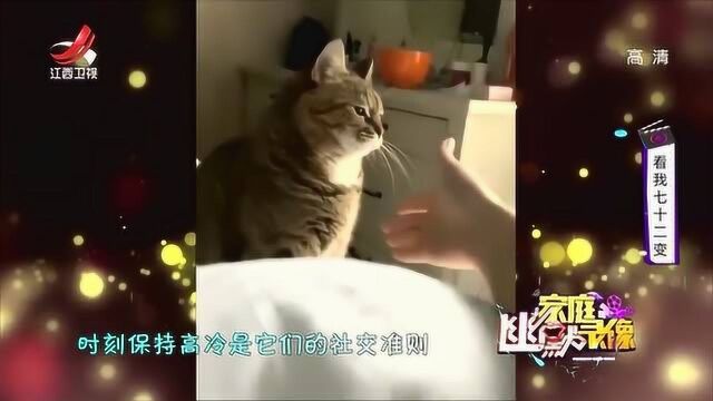 家庭幽默录像:时刻高冷的猫咪,与主人霸气击掌,这架势是个狠喵