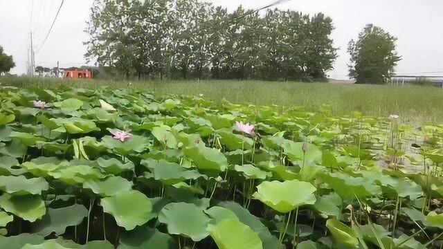 签约!安徽大学与长丰县战略合作助力乡村振兴