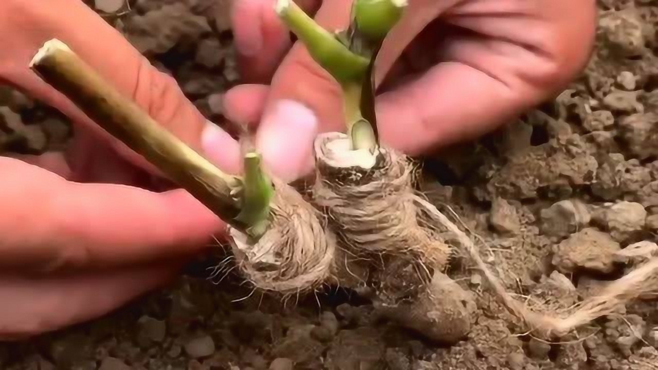 牡丹花嫁接以后成活率是原来的3倍农村人的想法可真多