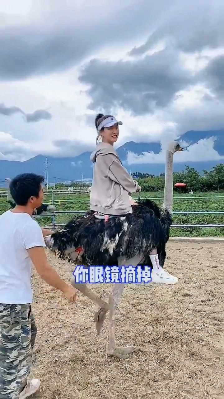 见过骑马的,可你见过骑鸵鸟的吗?这位美女尝试了一次