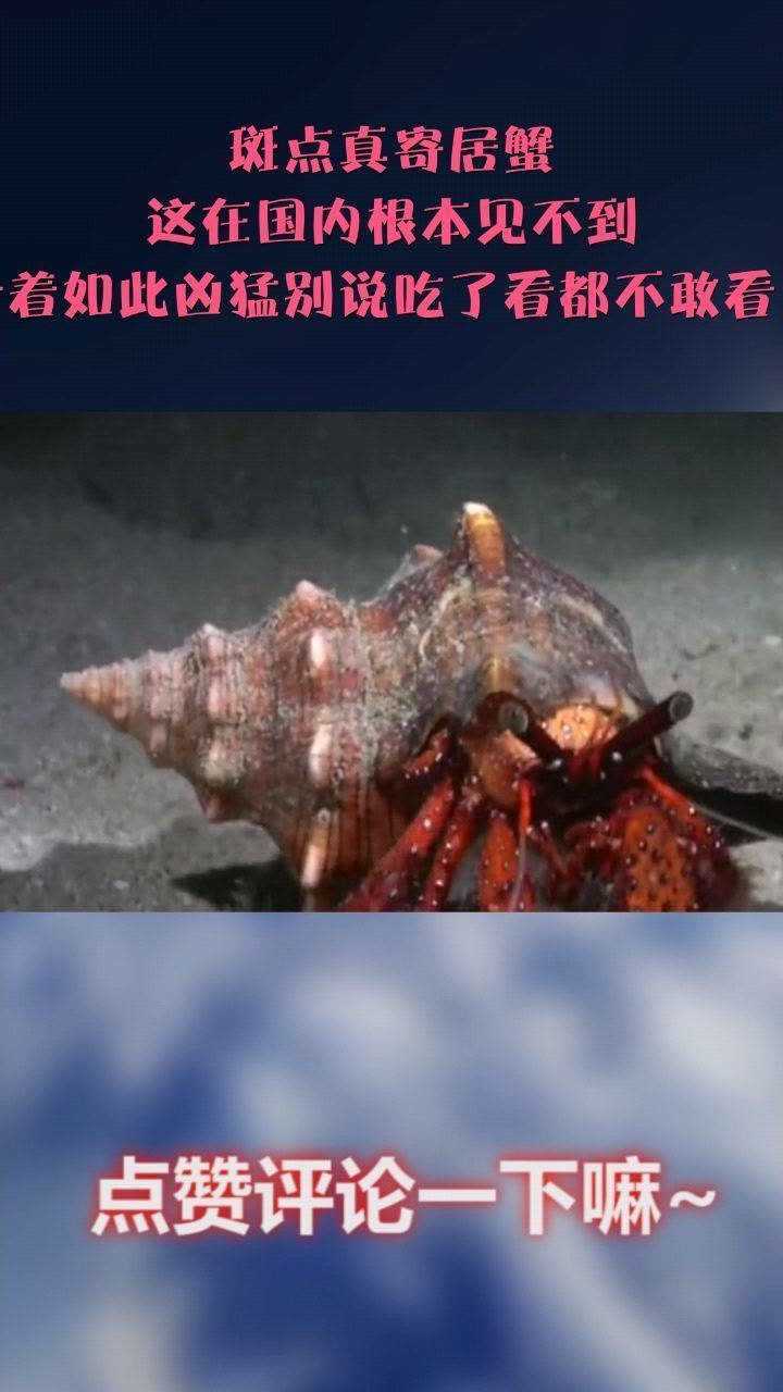 斑点真寄居蟹这在国内根本见不到看着如此凶猛别说吃了看都不敢看