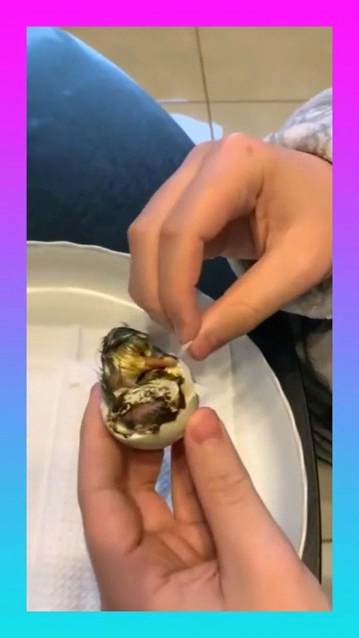 儿子用压岁钱从网上买了两个柯尔鸭蛋竟然孵化成功