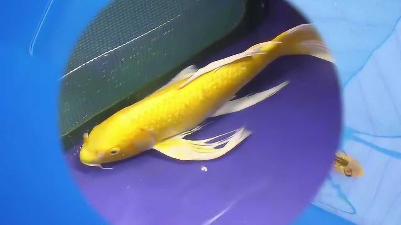 金光闪闪的锦鲤,太漂亮了