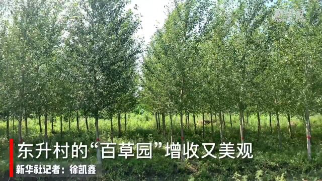 东升村的“百草园” 增收又美观