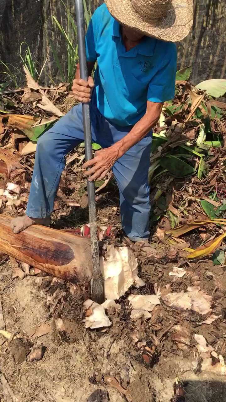 为什么香蕉树要砍掉